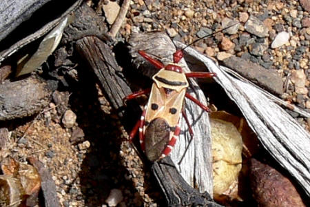 Nur auf Welwitschia-Pflanzen lebender Käfer