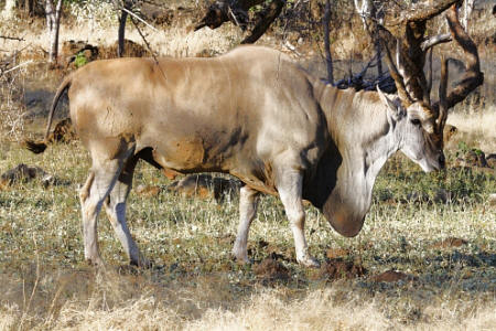 Eland