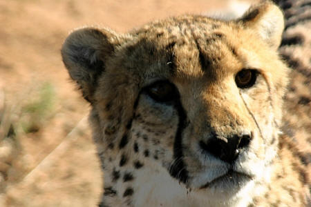 Gepard