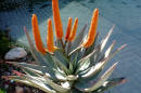 Blühende Aloe