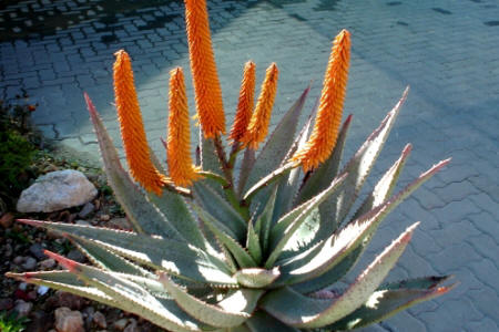 Blühende Aloe