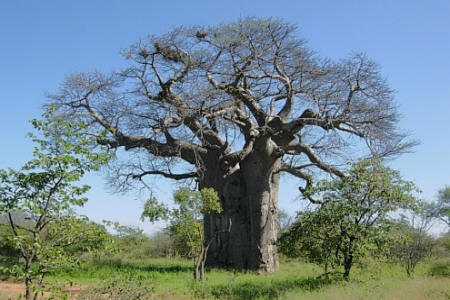 Baobab