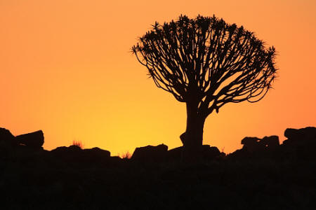 Silhouette des Köcherbaums im Abendlicht